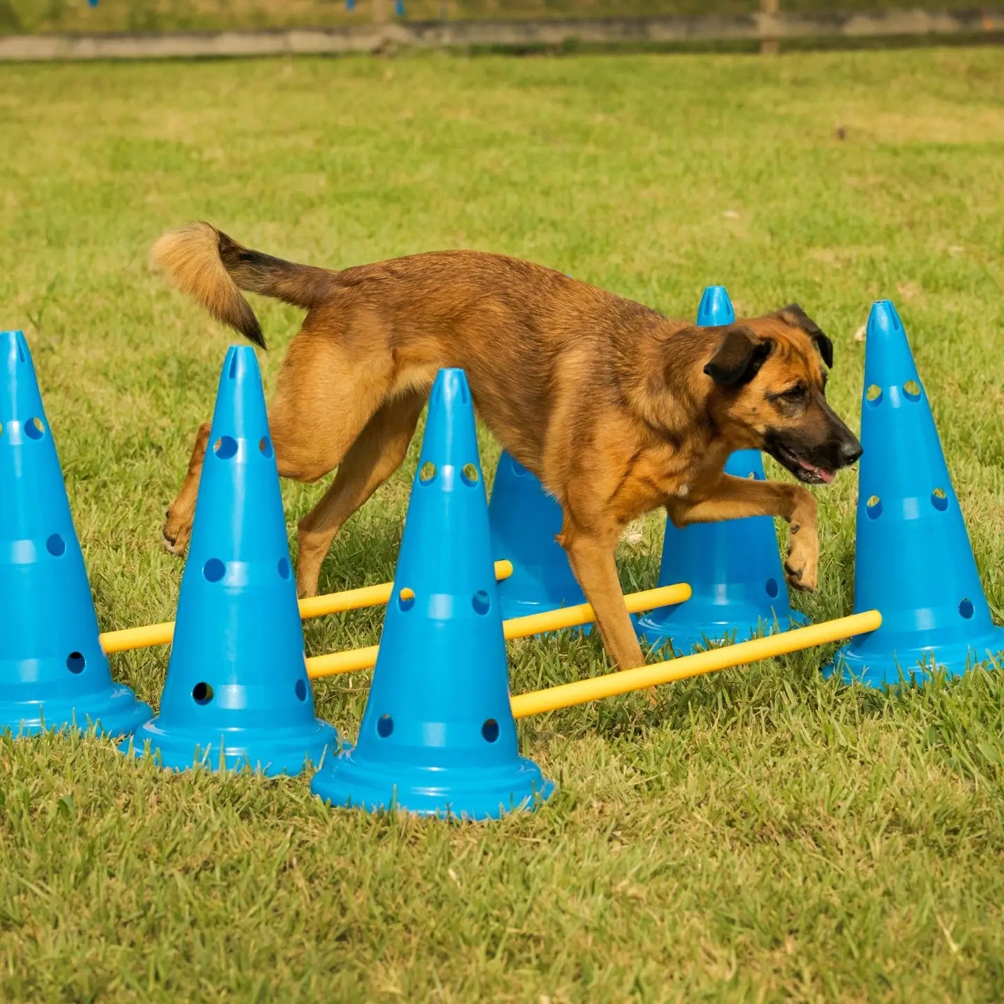 Dog Cone & Pole Agility Set of 3 (Adjustable)