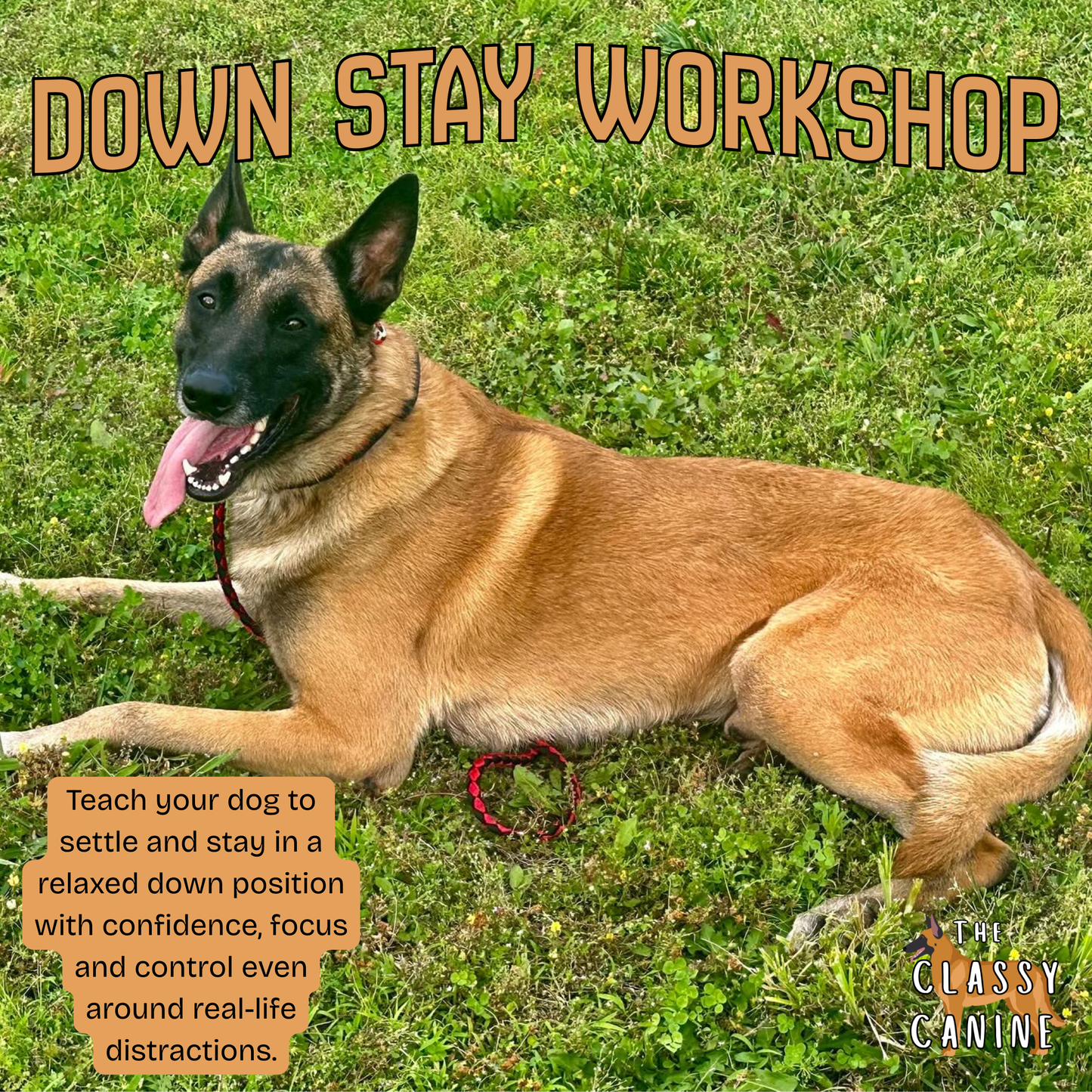 Dog lying calmly in a down stay during training workshop focused on duration and distraction control.