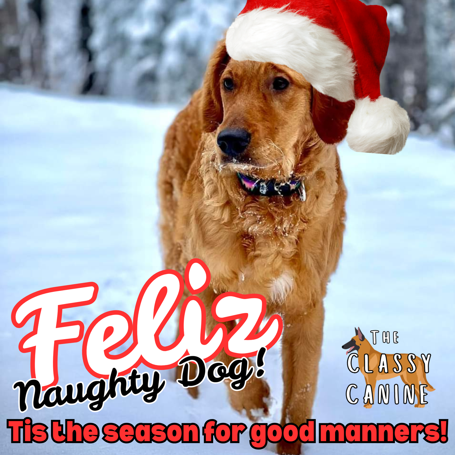 Holiday-themed group dog training course in Johnson City, TN โ festive obedience and manners class for dogs in Kingsport, Elizabethton, Bluff City, Blountville, Watauga, and the Tri-Cities area