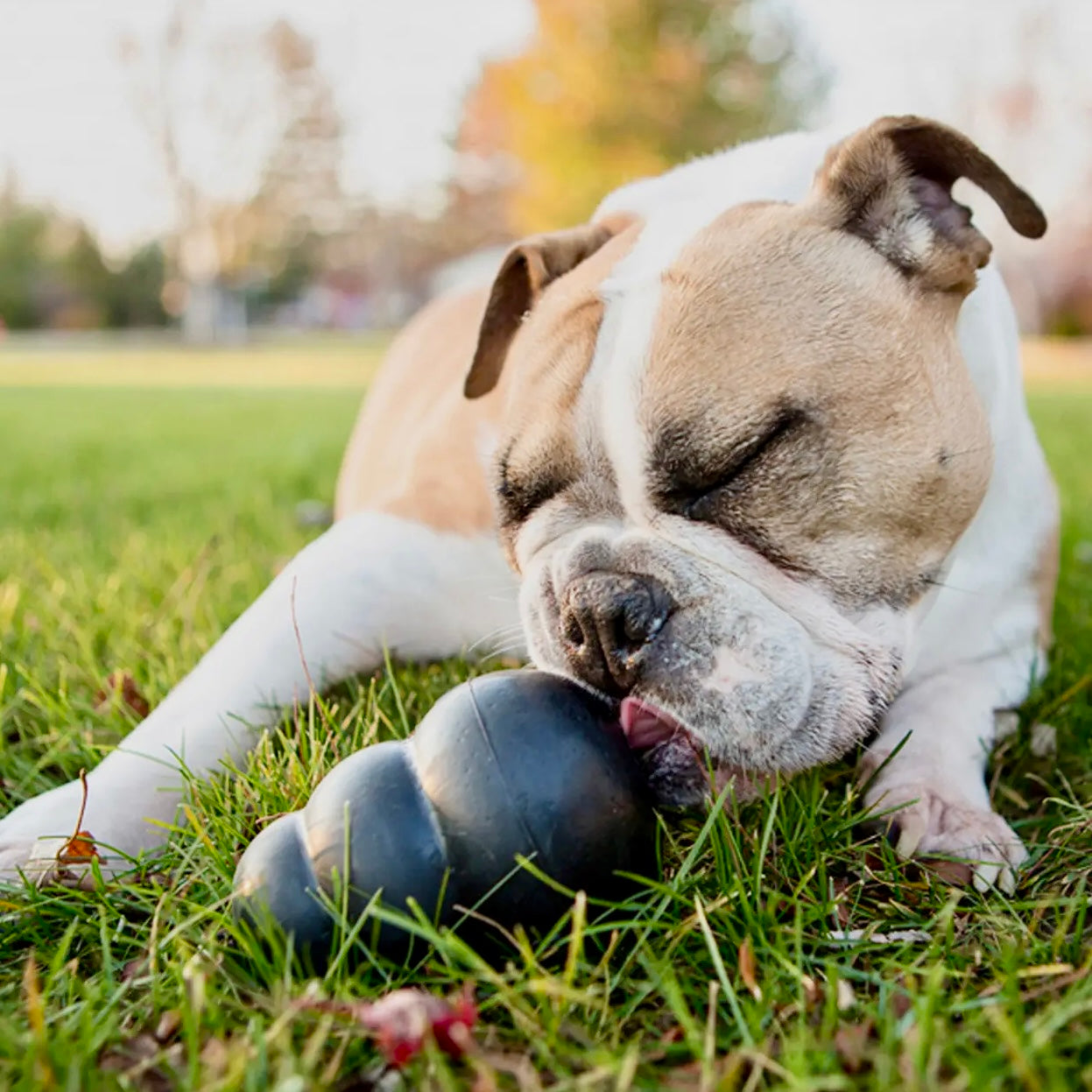 Kong Extreme Dog Chew Toy – ultra-tough black natural rubber chew toy for power chewers, treat dispensing, and training. Built for tough chewers who need durable play.