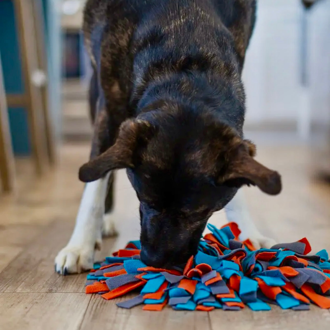 Messy Mutts Round Forage Snuffle Mat 15" with Suction – interactive slow feeding enrichment mat for dogs and puppies.