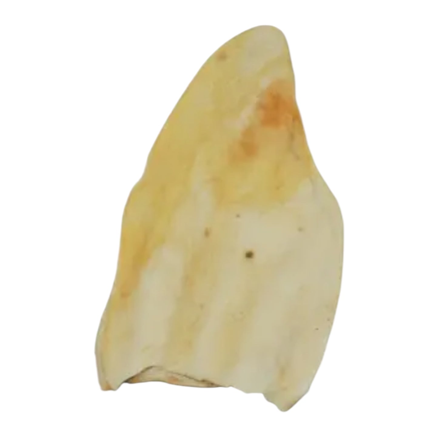 XL Cow Ears