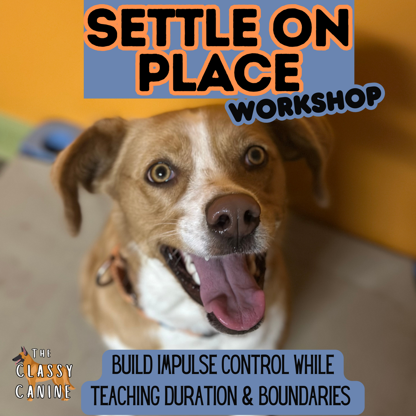 Settling on Place Workshop in Johnson City, TN – dog training class for calm behavior, impulse control, and place command in Kingsport, Elizabethton, Bluff City, Blountville, Watauga, and the Tri-Cities area