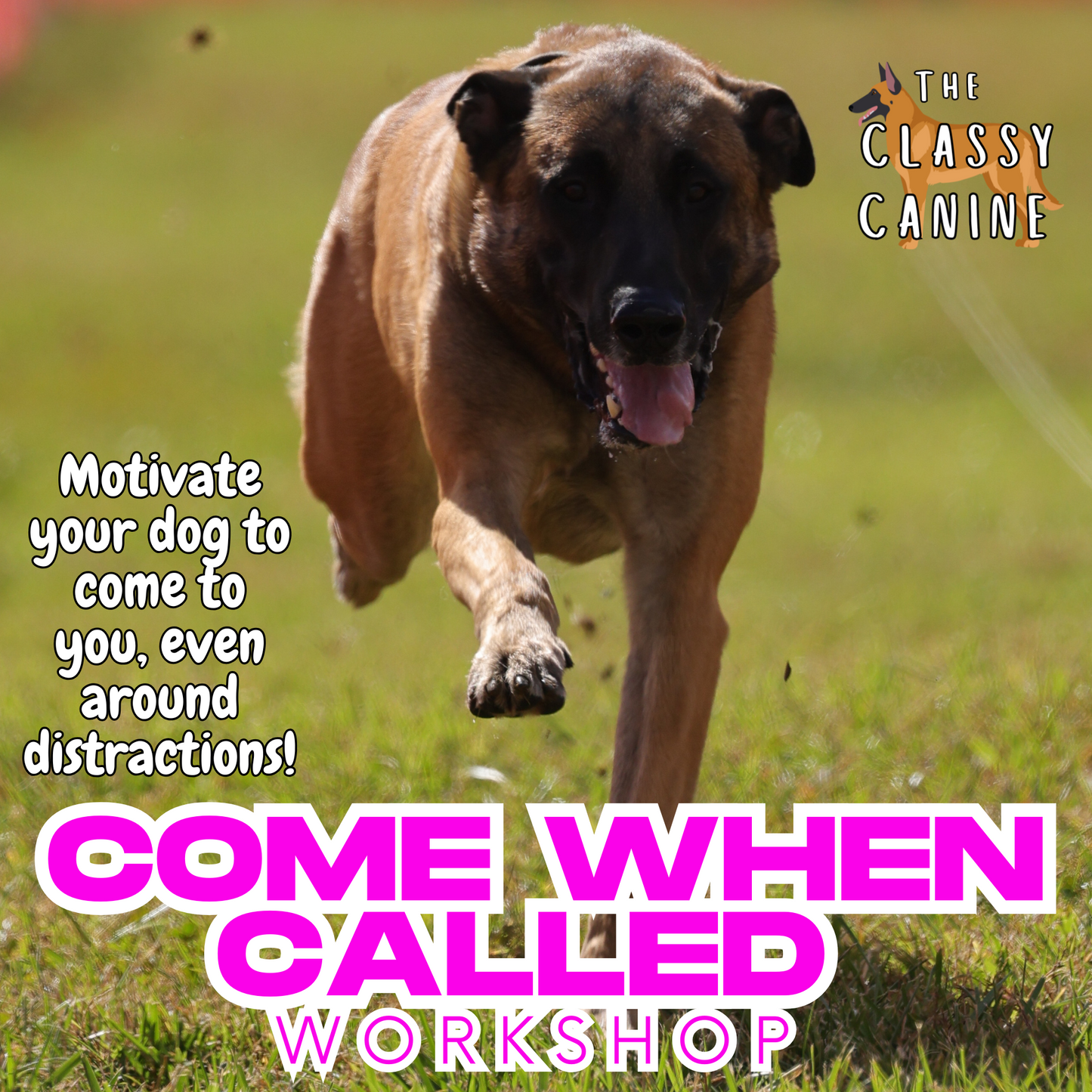 Come When Called Recall Workshop