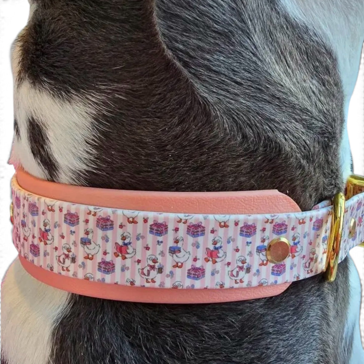 Bookish Goose Biothane Dog Collar – Waterproof Double Layer, Stinkproof, Easy Clean Adventure Gear