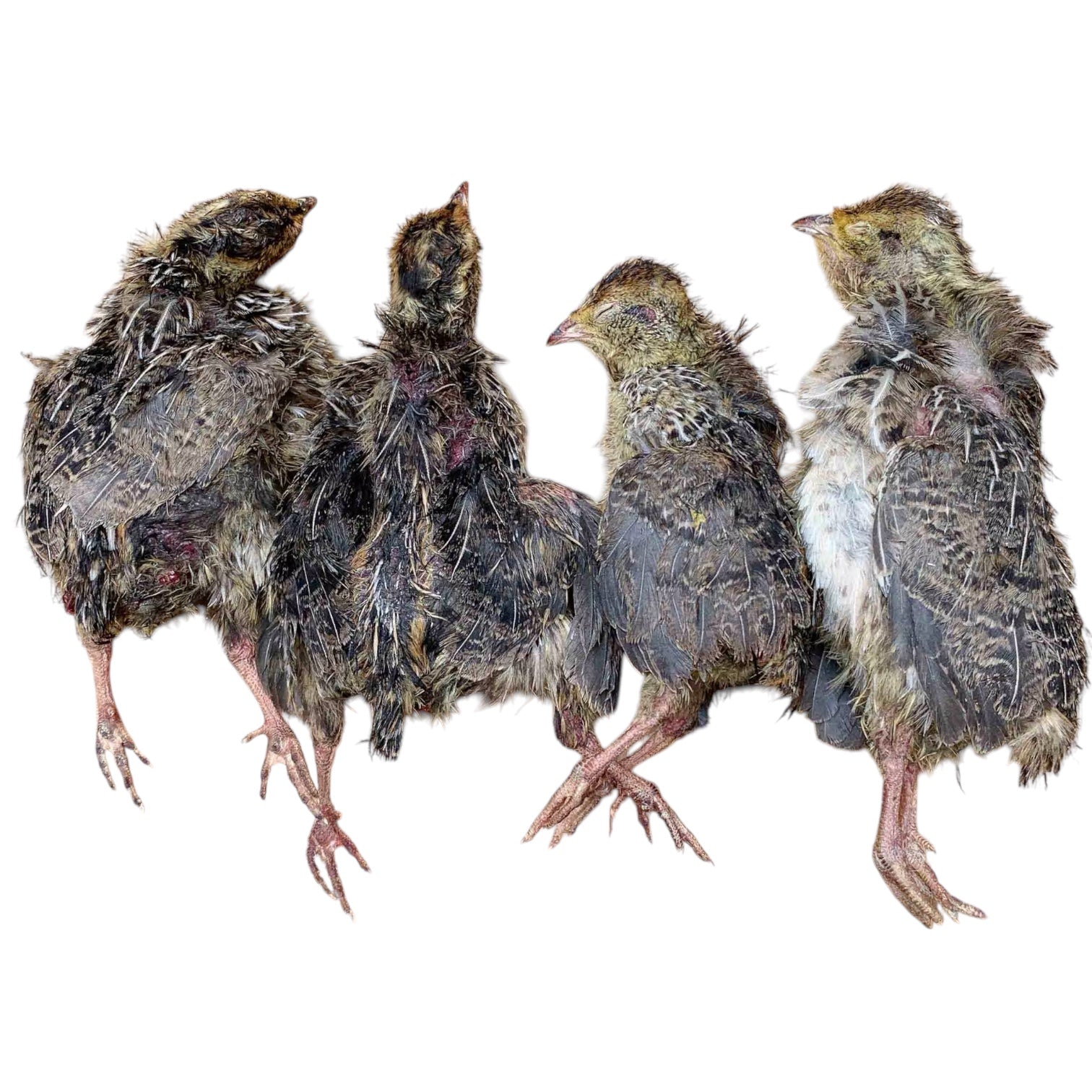 Freeze Dried Quail The Classy Canine freeze-dried-quail-the-classy-canine
