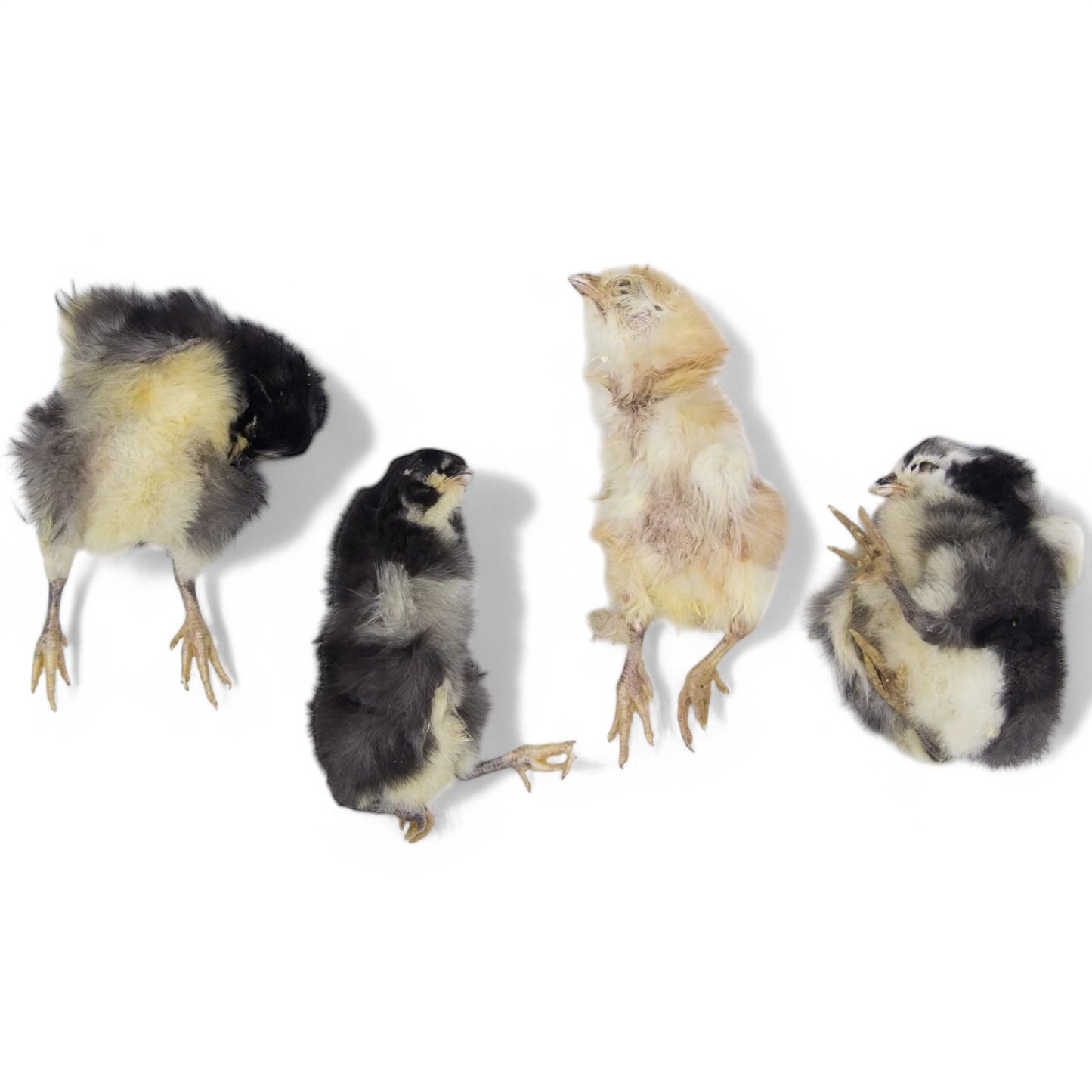 Freeze Dried Baby Chicks – all-natural, high-protein , whole prey treat for dogs, cats.