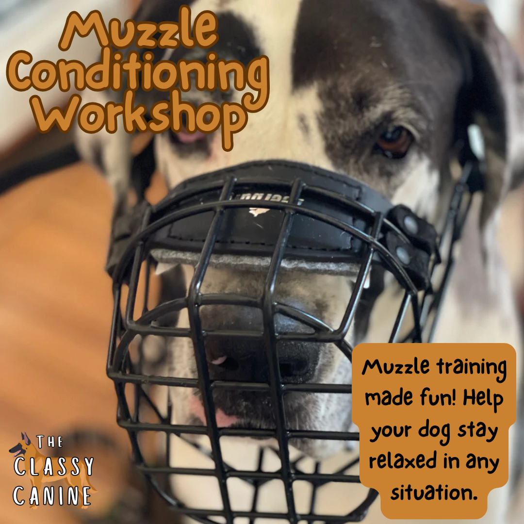 Muzzle Conditioning Workshop