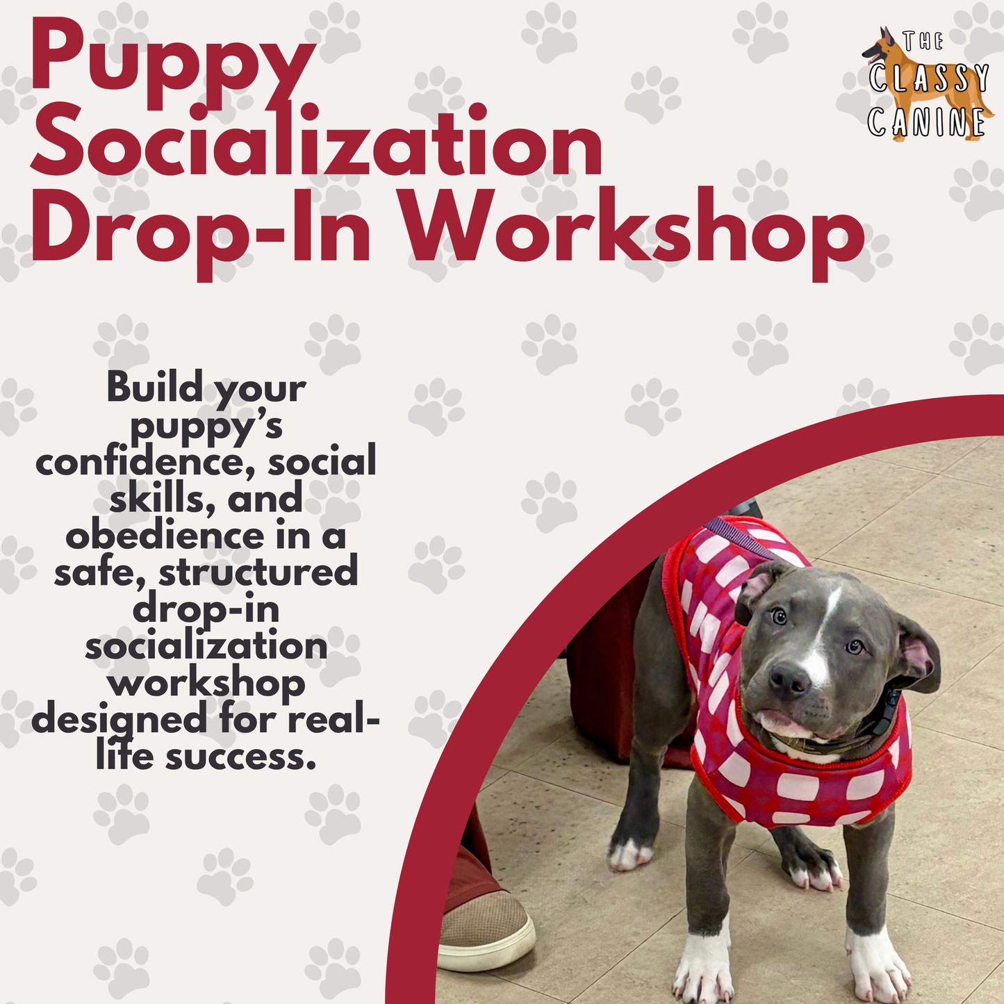 Puppy Socialization Drop In Workshop