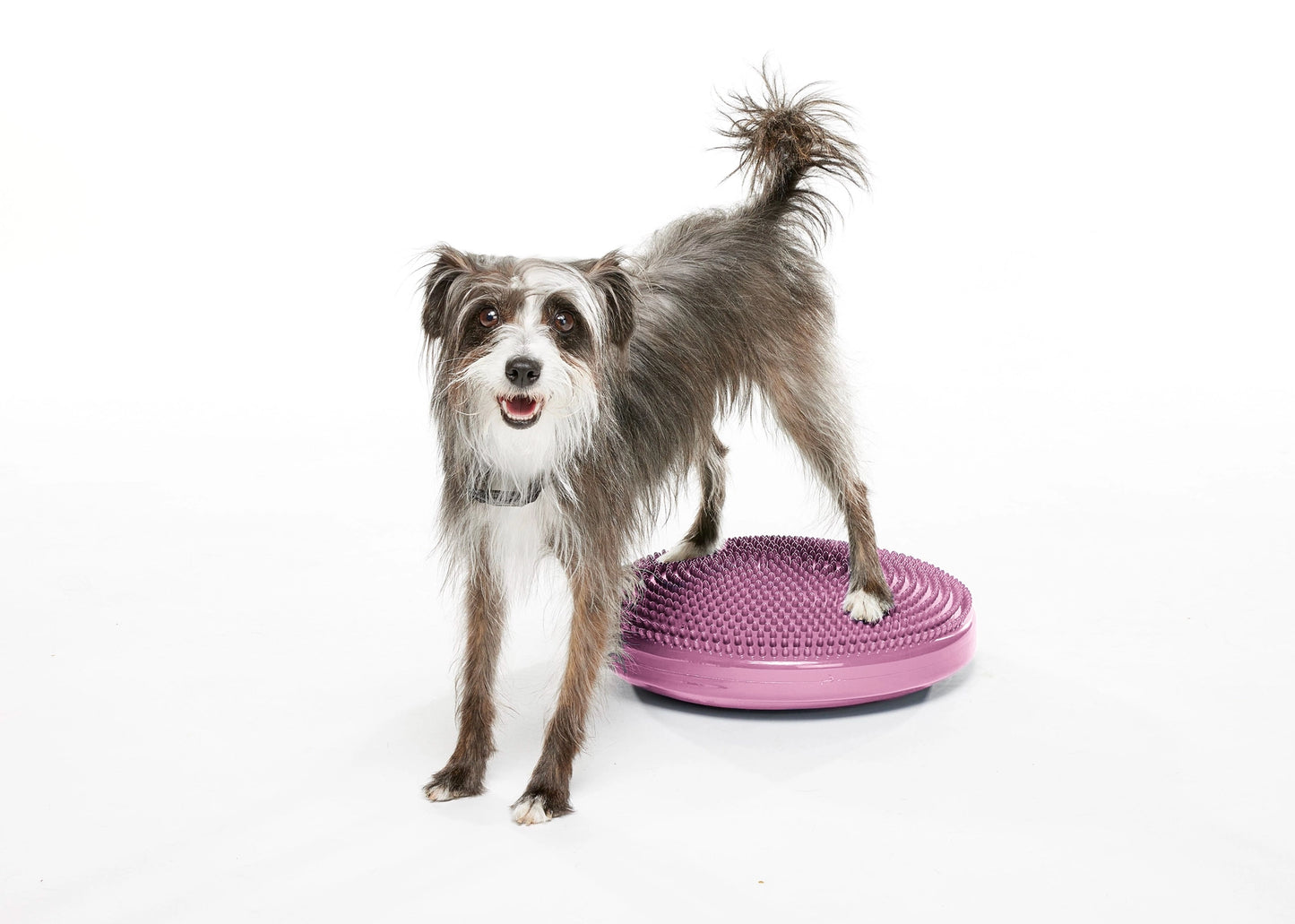FitPAWS® Balance Disc