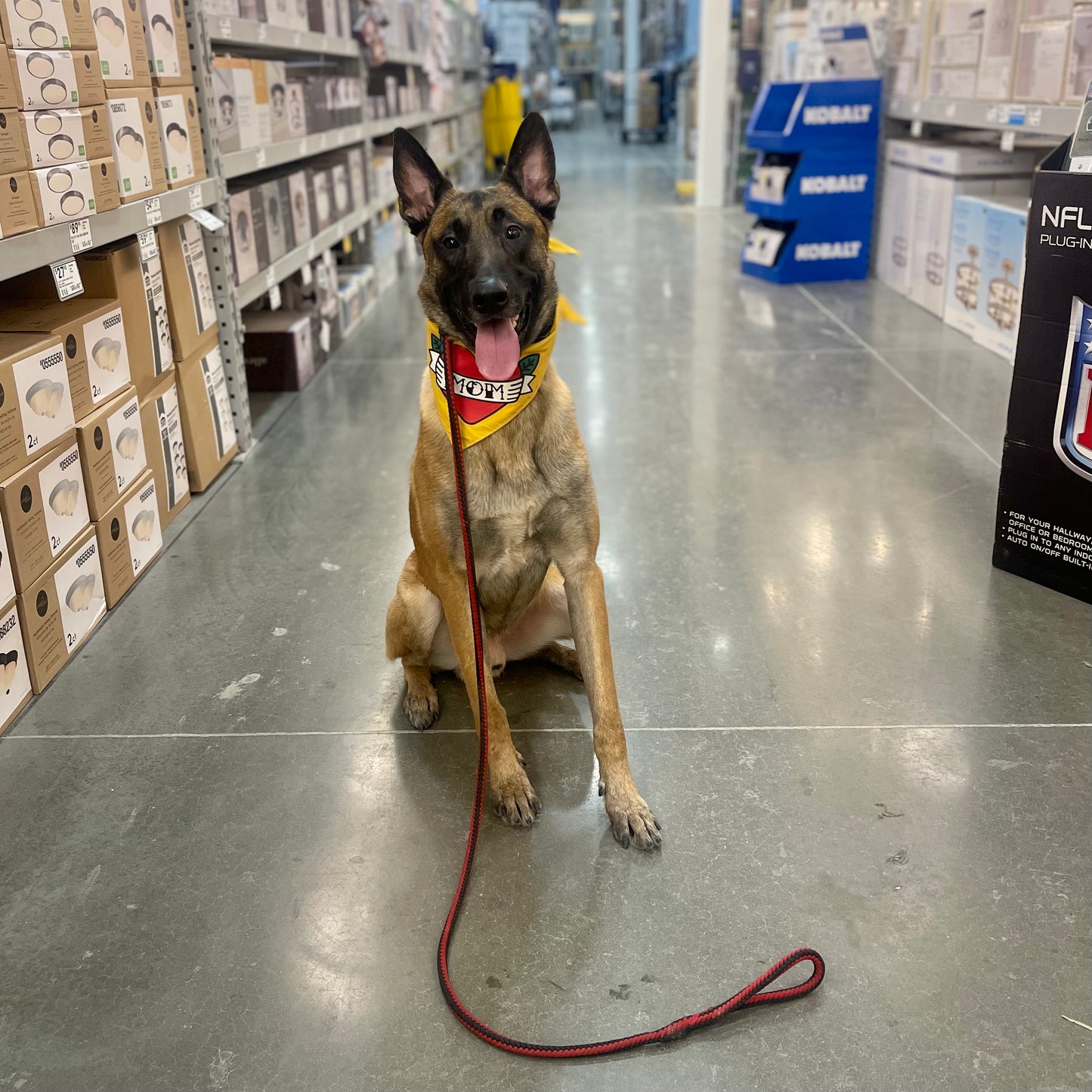 Canine Good Citizen Test