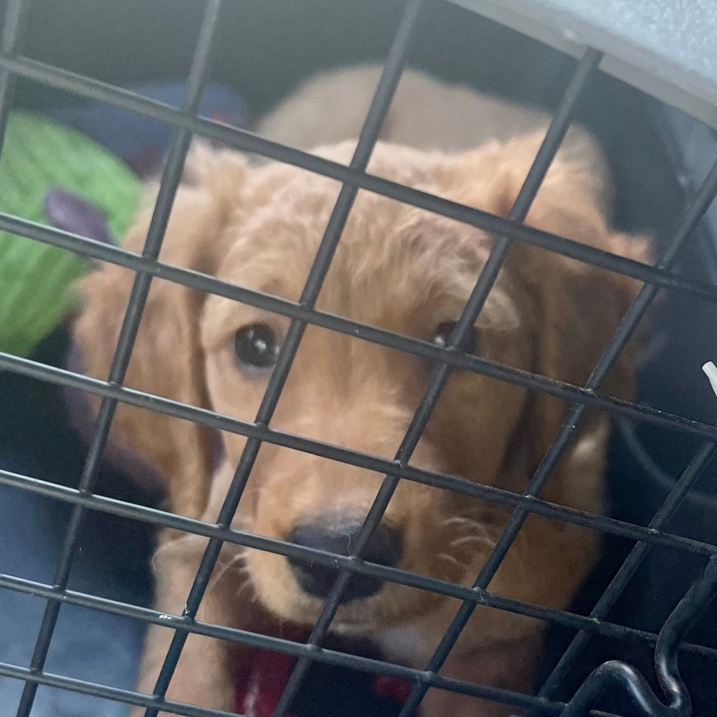 Housebreaking and Kennel Training Workshop + Puppy Playtime