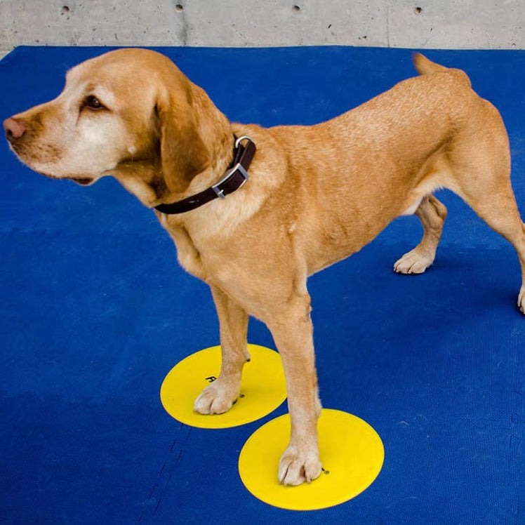 A yellow Labrador Retriever type dog with each front paw placed on FitPAWS dog training targets – set of colorful paw pods for canine fitness, body awareness, and obedience exercises