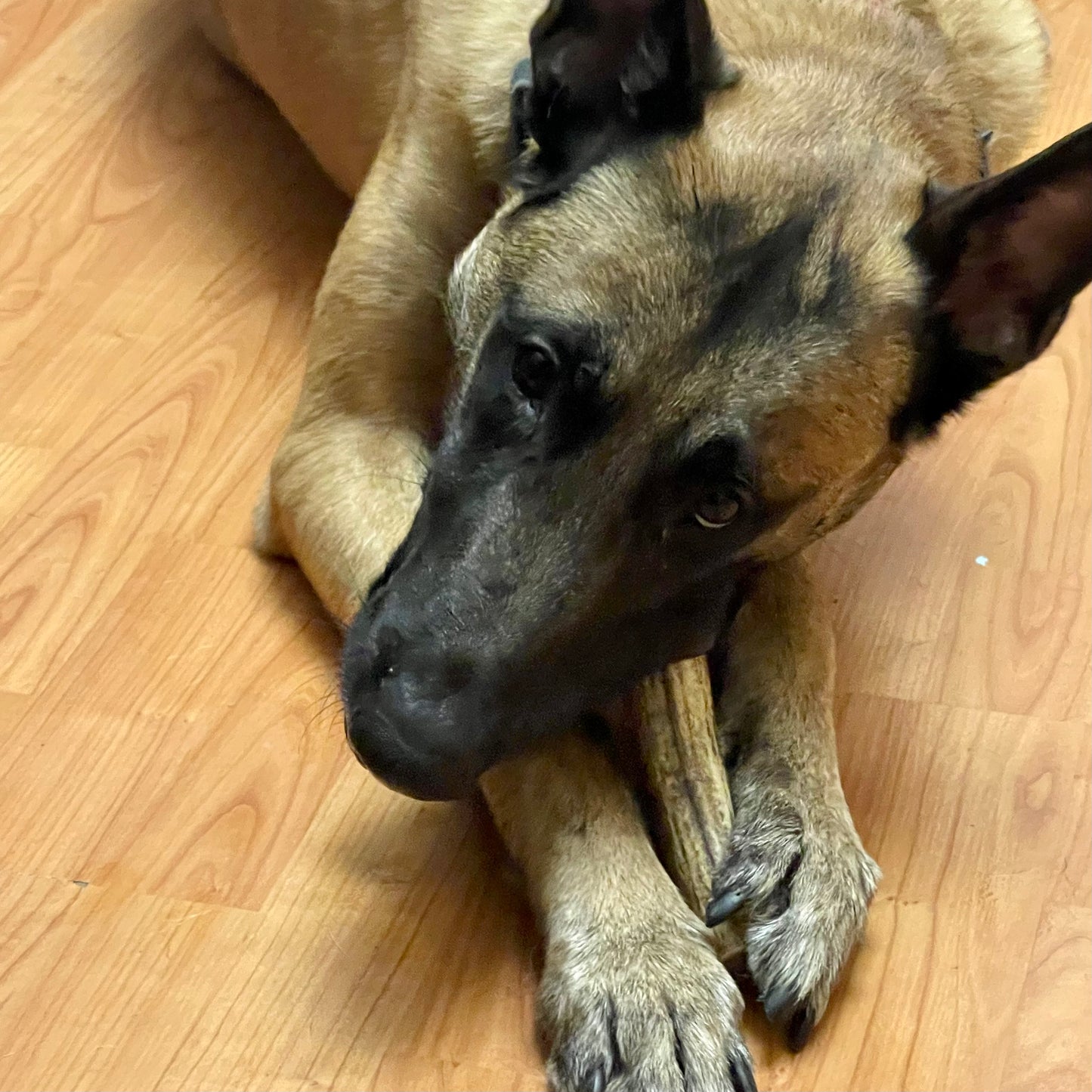 Grade A Elk Antler Dog Chew