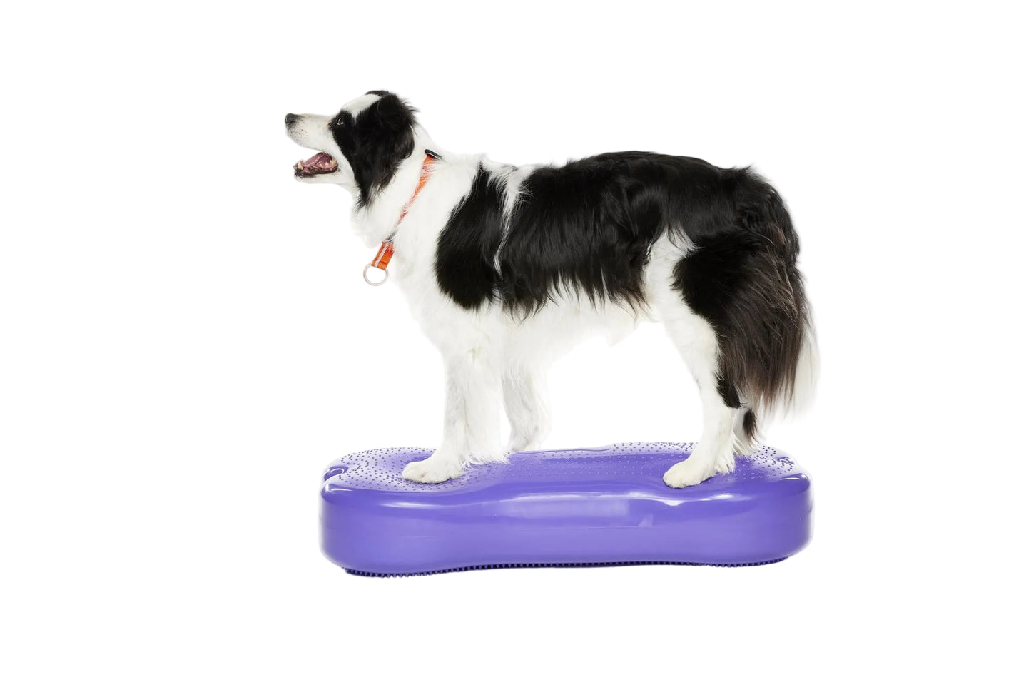 Giant K9FITbone Dog Balance Training Platform