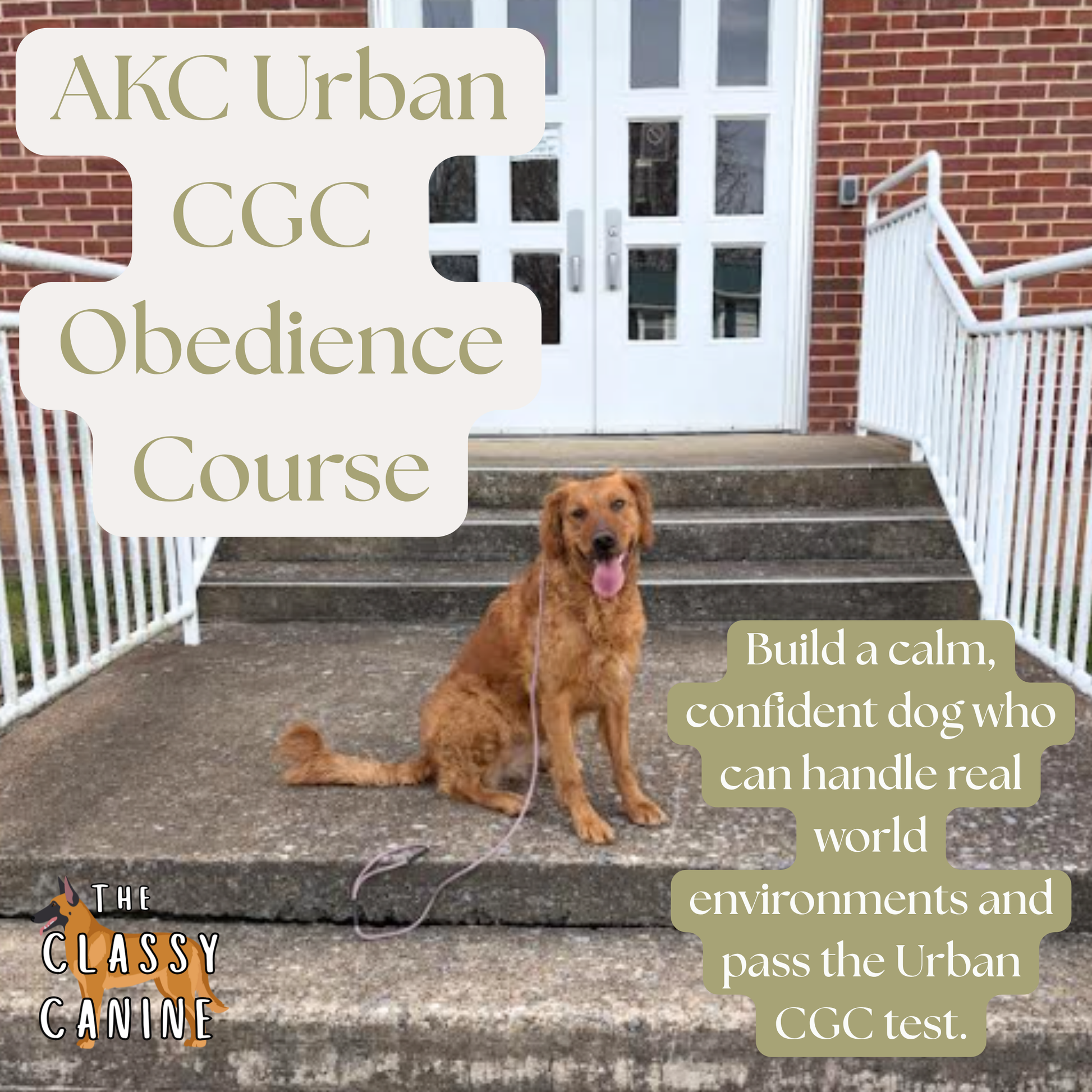 Dog training class practicing leash manners and calm behavior in a real world urban environment for AKC Urban CGC prep
