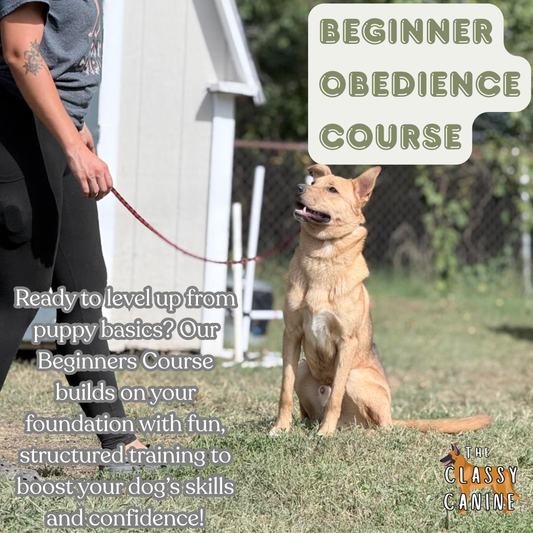 Six-week basic dog training class teaching sit, stay, recall, leash manners, housebreaking, and kennel training for dogs 6 months and older.