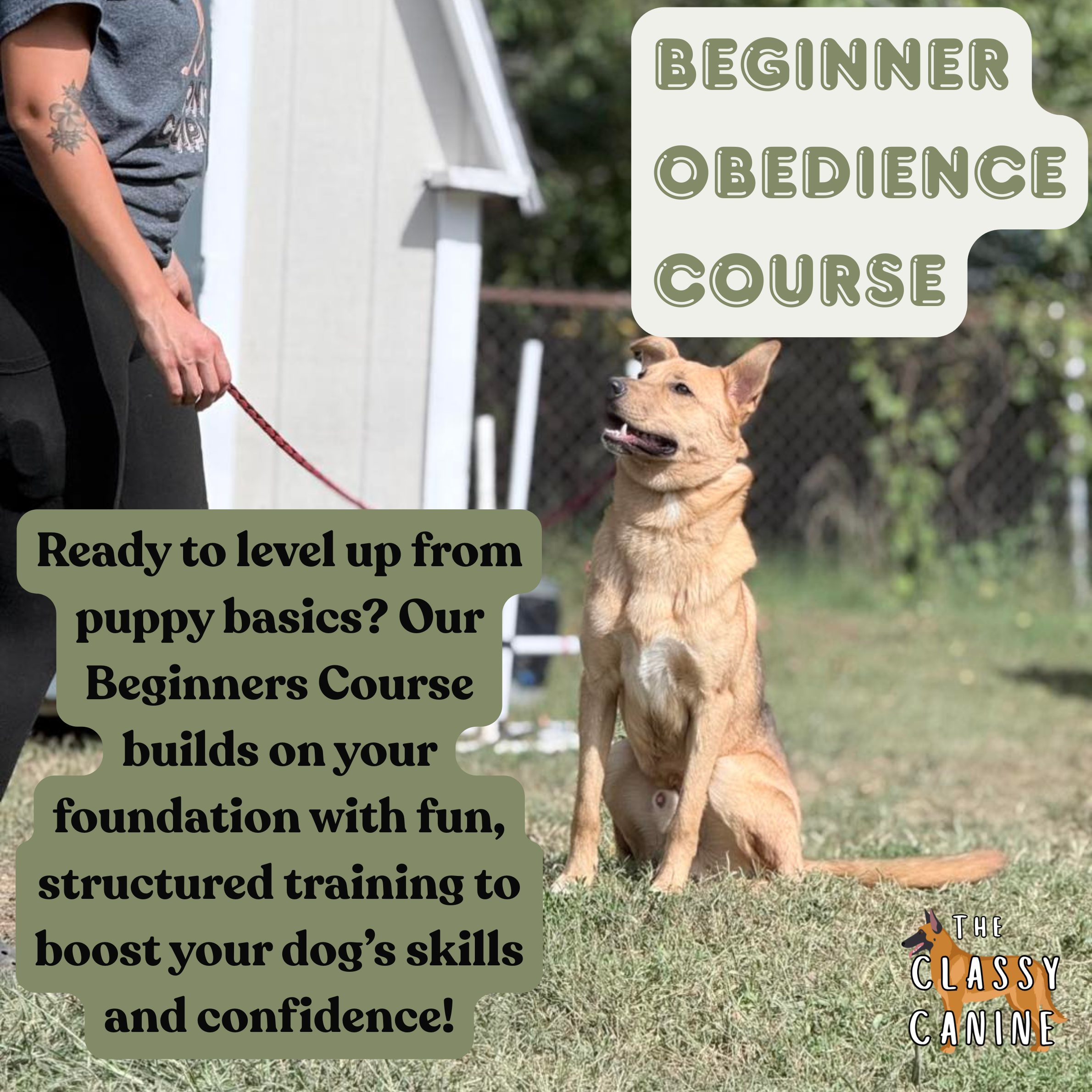 Canine Good Citizen Beginner Obedience Course – The Classy Canine