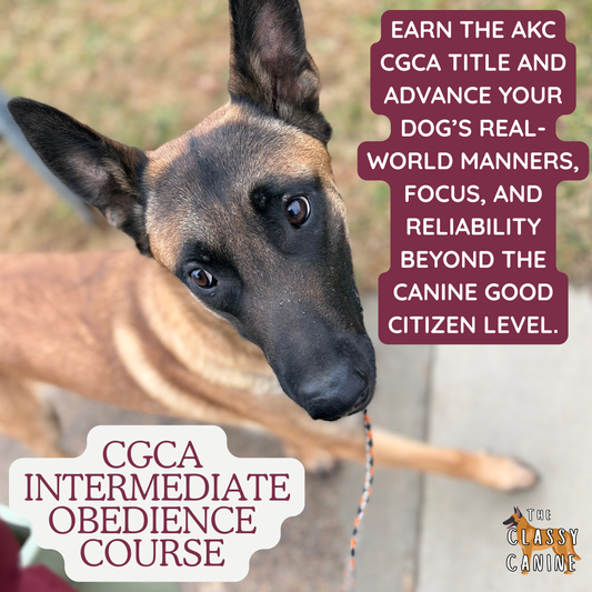AKC Canine Good Citizen Advanced Obedience Course