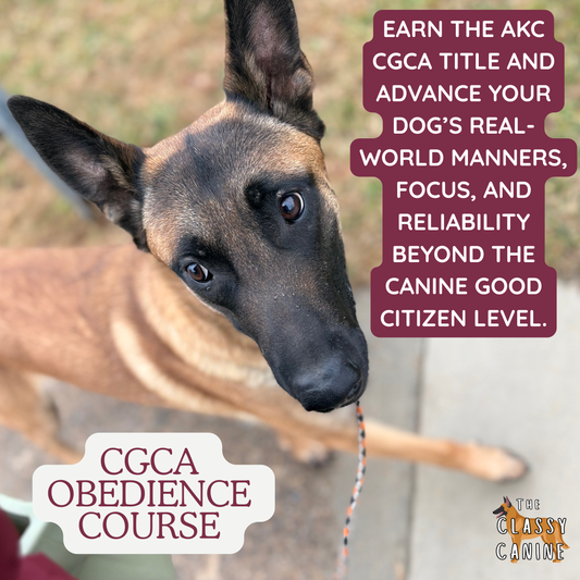 AKC Canine Good Citizen Advanced Obedience Course
