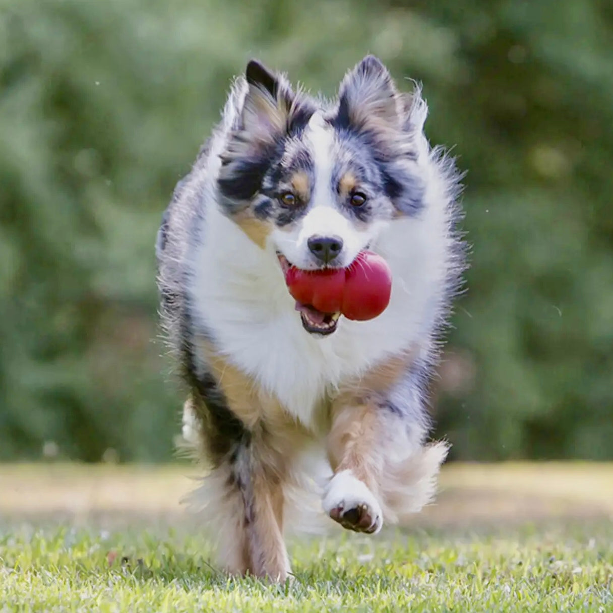 Kong® Classic Dog Chew Toy