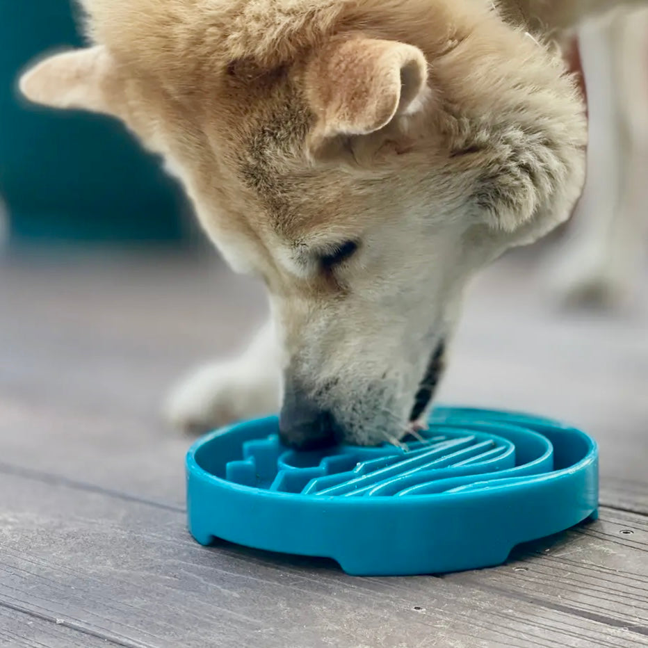 SodaPup Baja Design Shallow Slow Feeder Bowl For Dogs