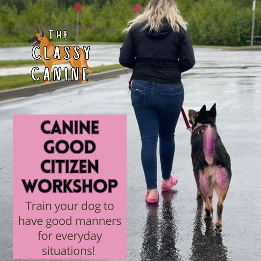 Canine Good Citizen dog training workshop in Johnson City, TN – AKC CGC prep class for dogs in Kingsport, Elizabethton, Blountville, Bluff City, Watauga, and Tri-Cities area focused on group dog training classes and public dog obedience training 