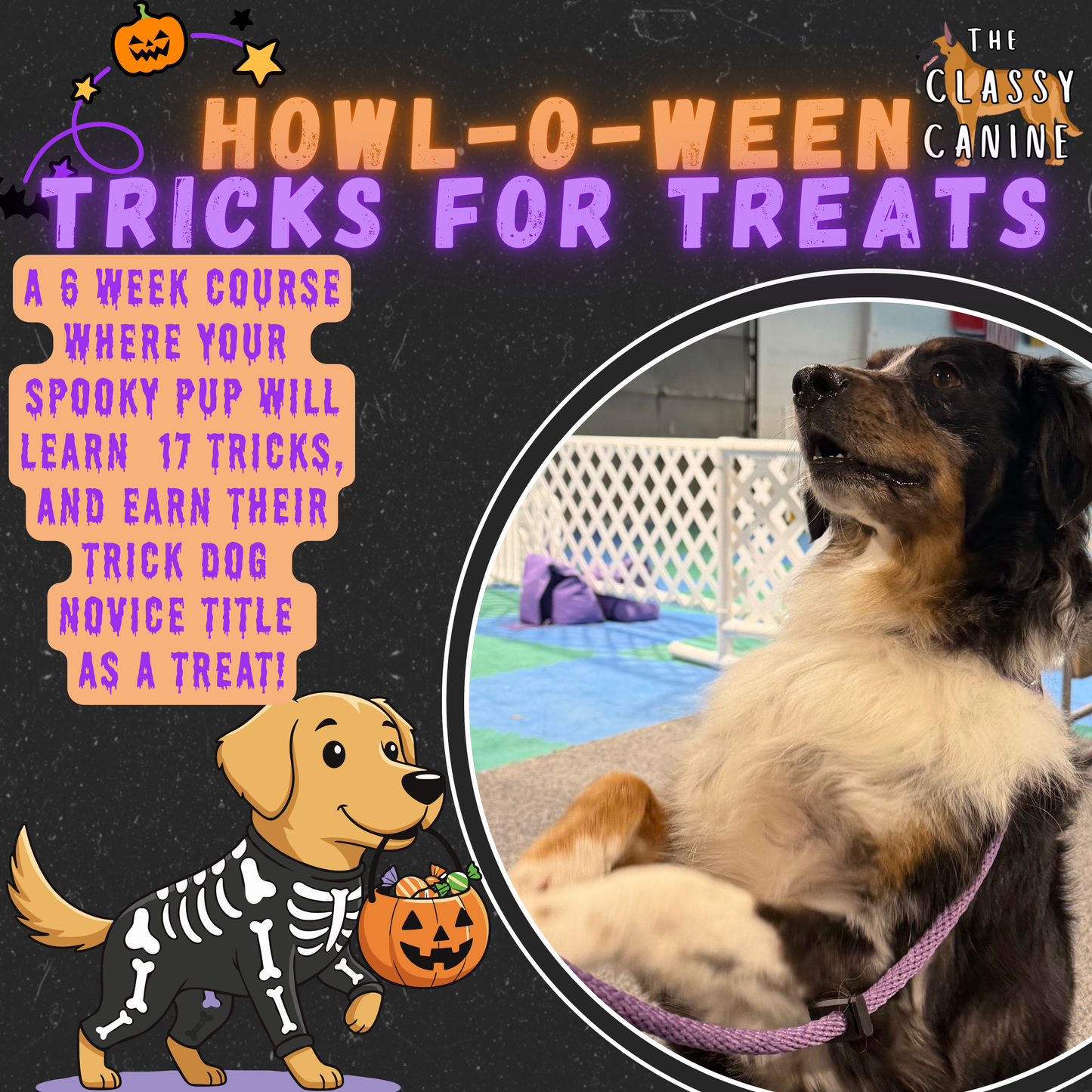 Howl-O-Ween Tricks for Treats AKC Trick Dog Novice Course