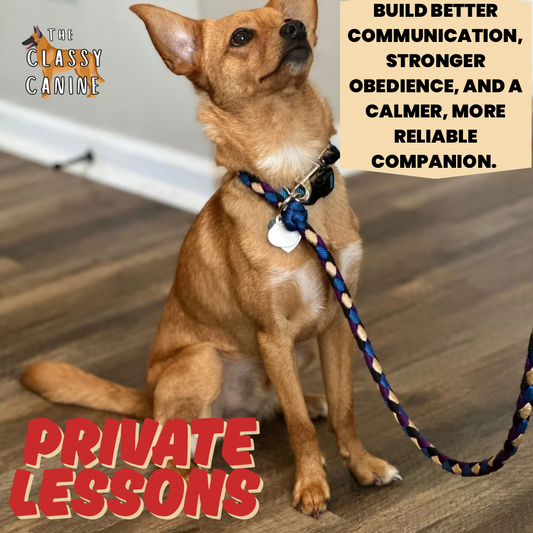 A graphic showing a small Chihuahua mix dog on a slip leash during a private dog training lesson in Johnson City, TN that quotes "Build better communication, stronger obedience, and a calmer, more reliable companion."