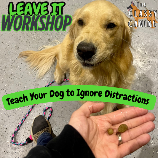 Leave It Dog Training Workshop