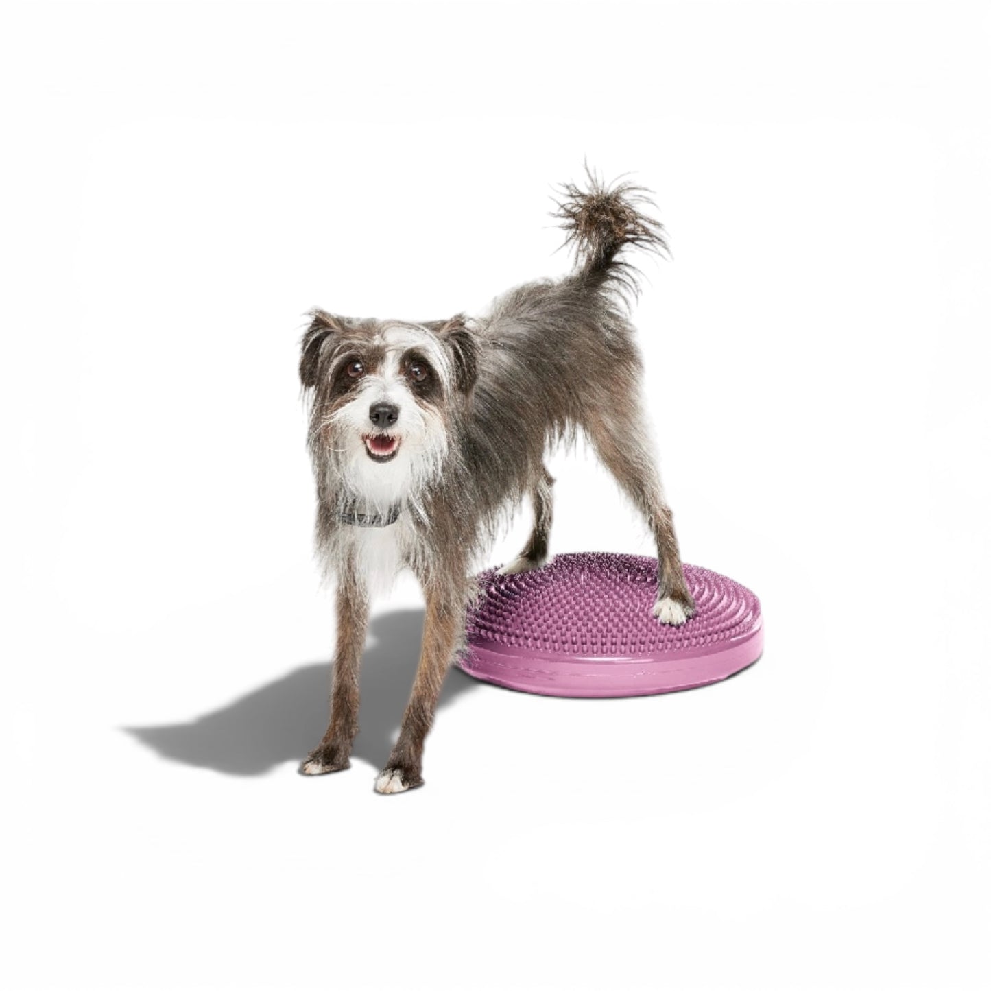 FitPAWS® Balance Disc