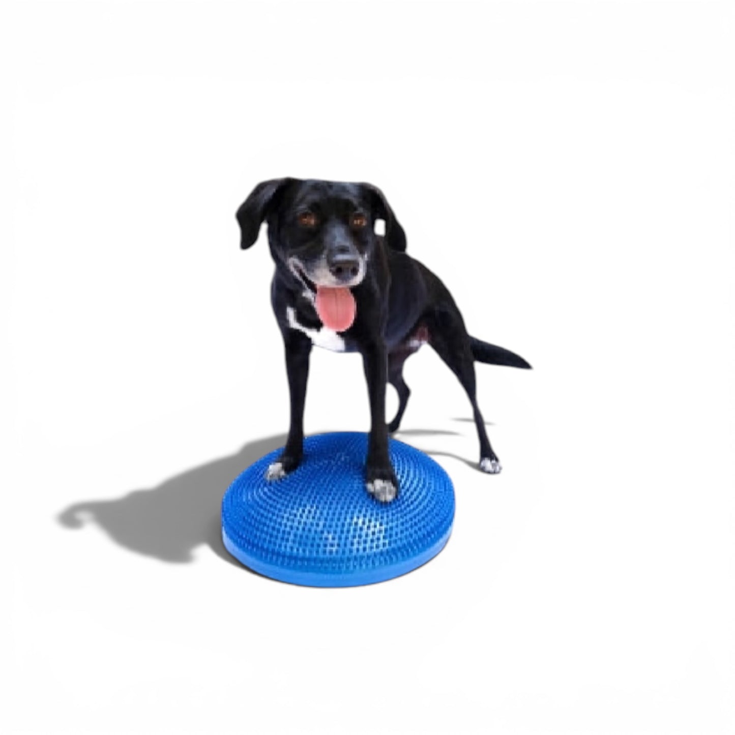 FitPAWS® Balance Disc