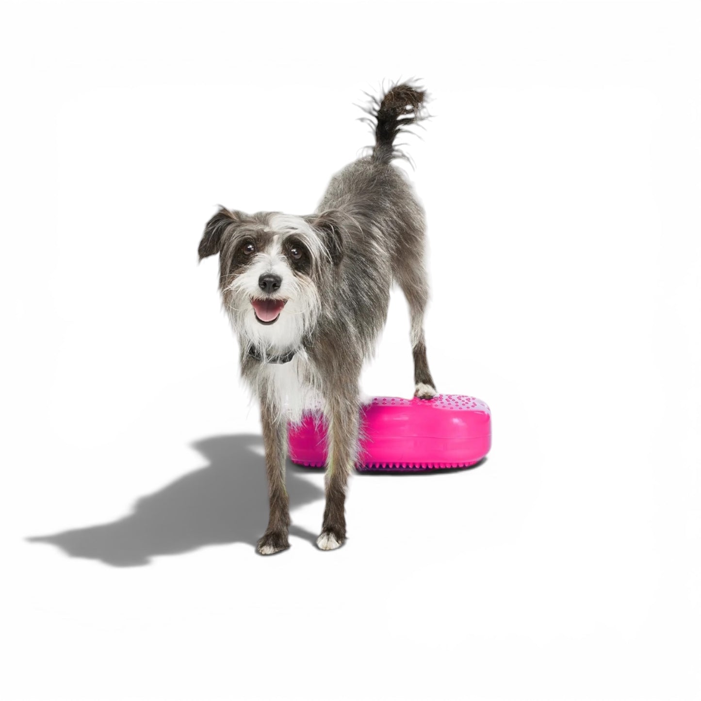 K9FITbone Mini Set of 2