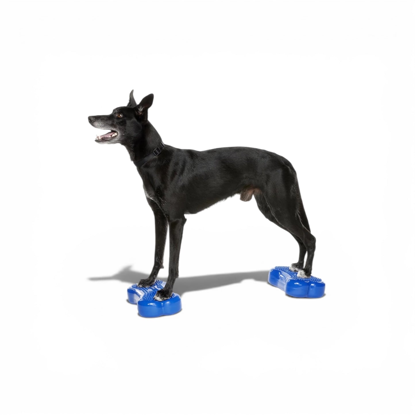 K9FITbone Mini Set of 2