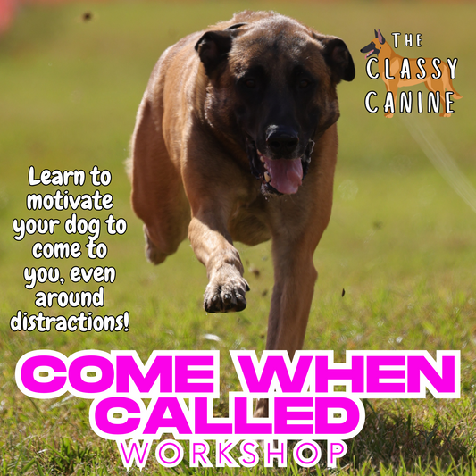 Come When Called Recall Workshop