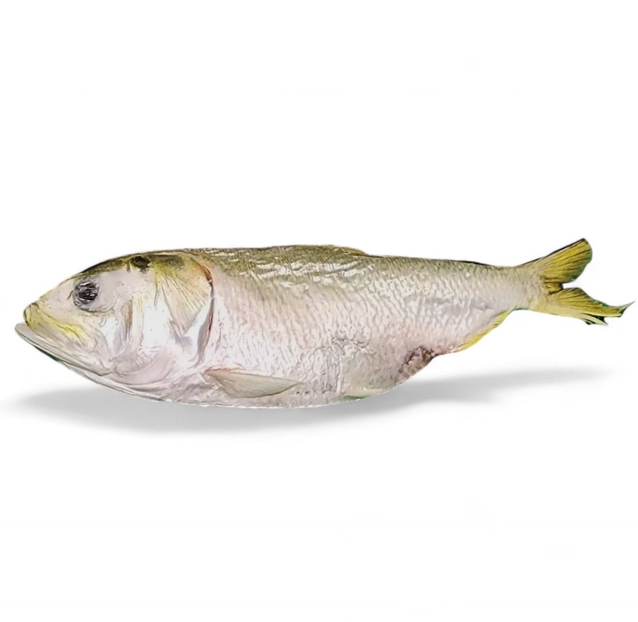 Freeze Dried Menhaden Fish