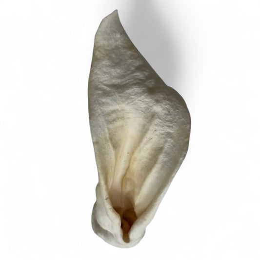 Natural lamb ear chew for dogs – single ingredient, long-lasting treat for dental health and chewing satisfaction.