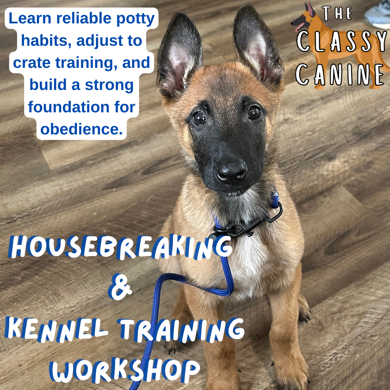 Housebreaking and Kennel Training Workshop + Puppy Playtime – The ...