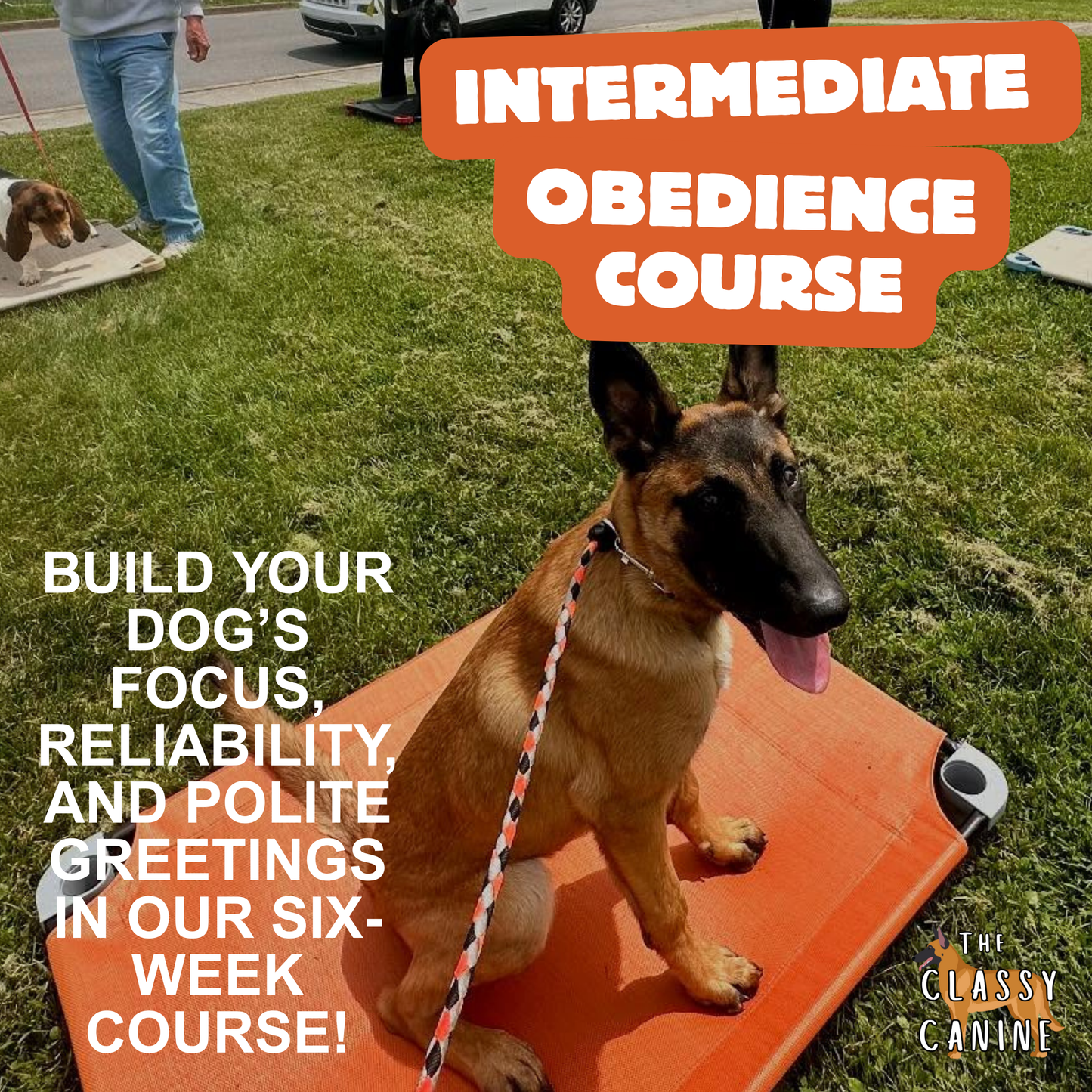 Intermediate Obedience Course