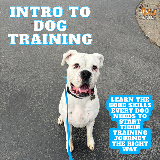 Dog training workshop teaching basic obedience foundations including marker words, leash pressure, and engagement for beginner dogs.