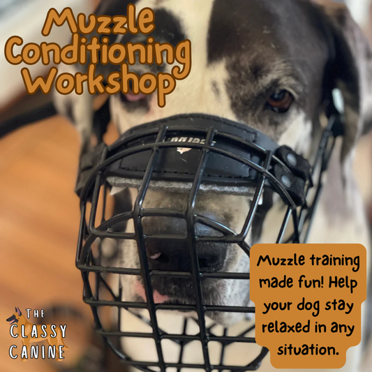 Muzzle Conditioning Workshop
