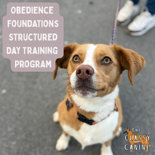 Obedience Foundation Structured Day Training Program