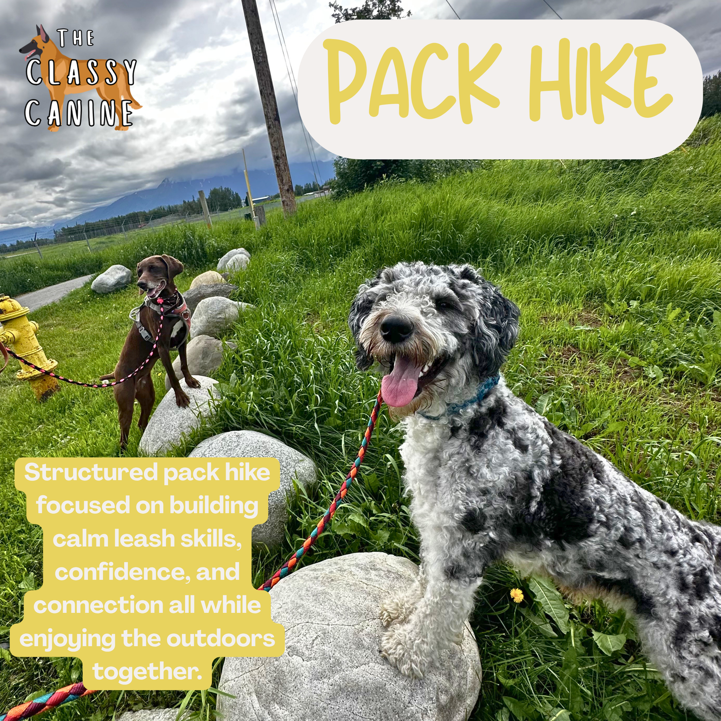 Group of dogs and owners practicing calm leash walking on a structured pack hike in a natural outdoor setting with a trainer guiding them.