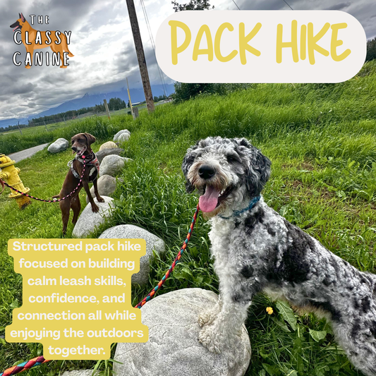 Group of dogs and owners practicing calm leash walking on a structured pack hike in a natural outdoor setting with a trainer guiding them.