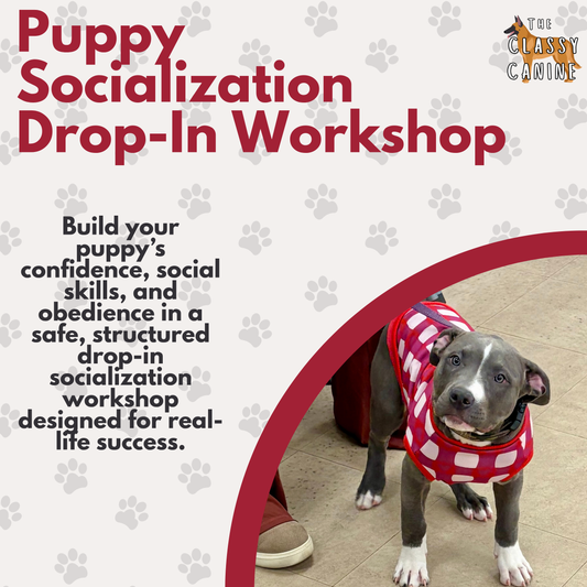 Puppy Socialization Drop In Workshop