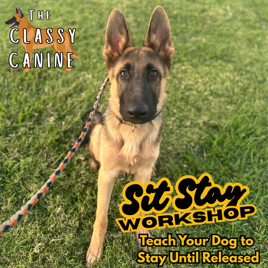 Sit Stay Workshop