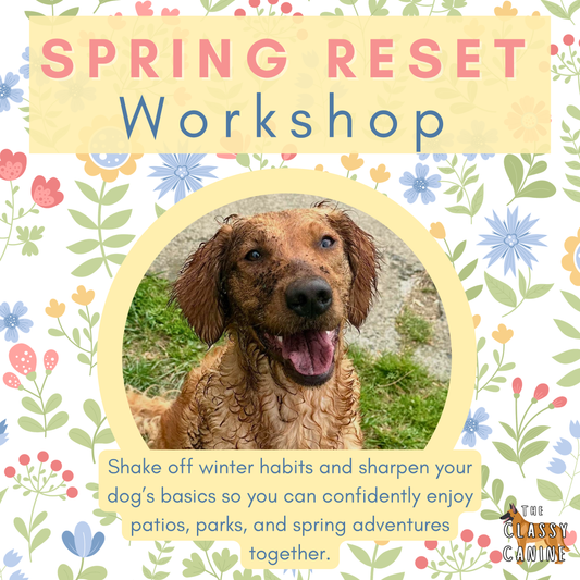 Dog training workshop focused on improving obedience and focus around distractions during spring outings