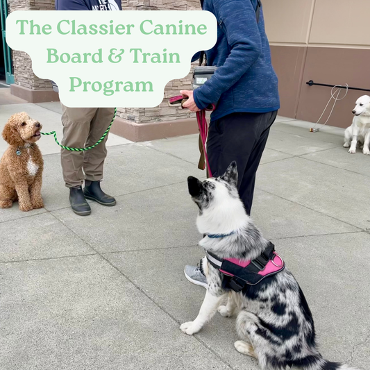 The Classier Canine Board & Train Program