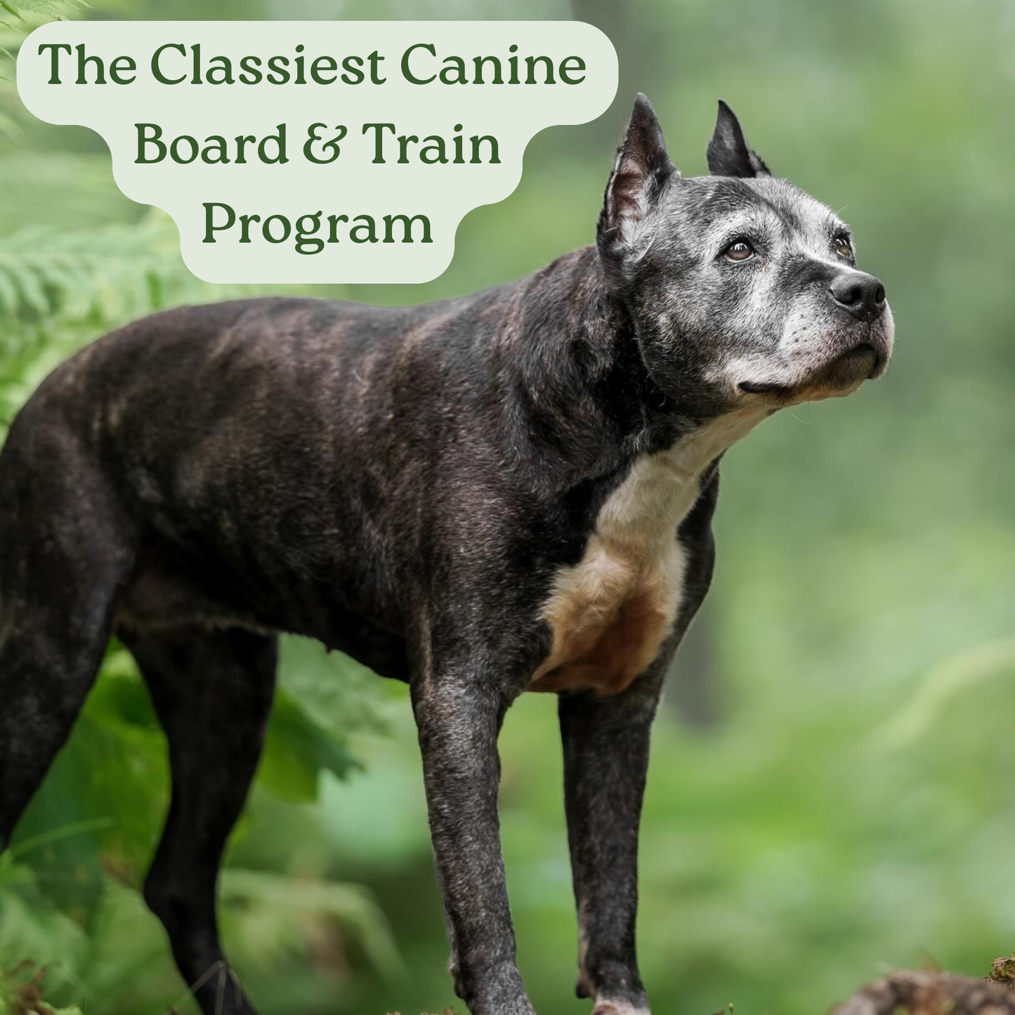 The Classiest Canine Board & Train Program