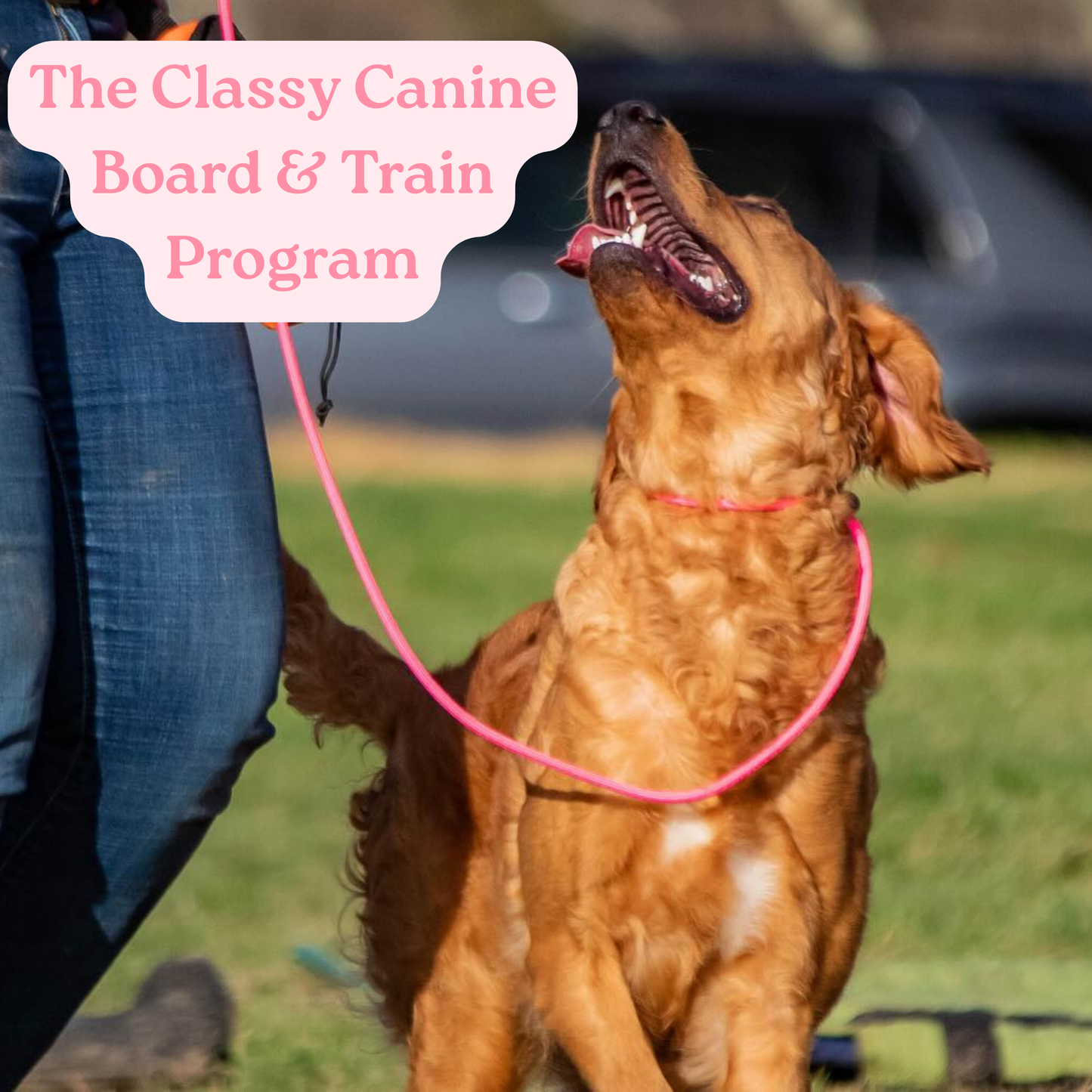 The Classy Canine Board & Train Program